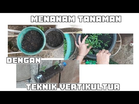 Menanam Tanaman Dengan Teknik Vertikultur - YouTube