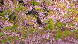 須賀神社の桜とジョウビタキ（雌）その１（4K60P動画）