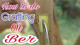 Grafting on ber/bor grafting/ber ki  Kalam/ziziphus mauritiana/indian jujube grafting