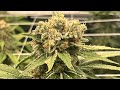 Dwc day 48 ace killer og cannabis grow