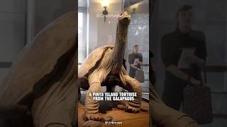 Lonesome George | Loneliest Animal In The World #shorts