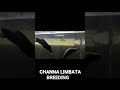 CHANNA LIMBATA BREEDING MALAYSIA