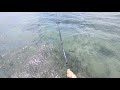 fishing for huge bonefish on hawaiian islands fishing for bonefish fishing for oio hawaii