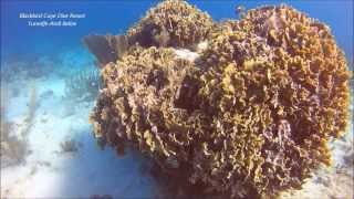 Discover Scuba Diving at Turneffe Atoll Marine Reserve