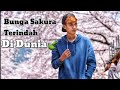 Indahnya bunga sakura di Jinhae korea selatan - liburan musim semi