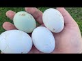 How to make layer mash to get chickens laying eggs again