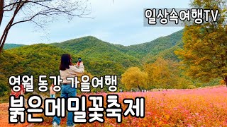 지금 한창 난리난 전국 유일 가볼만한 영월 삼옥리 동강변 붉은 꽃바다 붉은메밀꽃축제 가을여행 영월군 영월읍 삼옥2리 (동강로 630) 영월로 가을여행 가보자