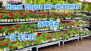 Home Depot 大量花卉开始打折了，有几个性价比还是很高的。【莎拉养花】