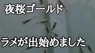 夜桜ゴールド ラメが出始めました 2022/06/07 メダカ日誌