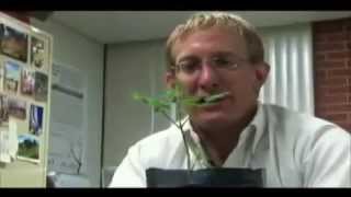 Moringa   The Miracle Tree   Discovery Channel documentary