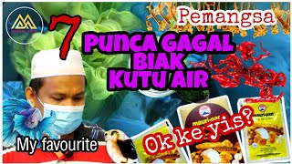 7 kesalahan @ permasalahan gagal membiakkan kutu air