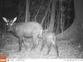 Camera-traps capture Cambodia’s threatened mountain goat