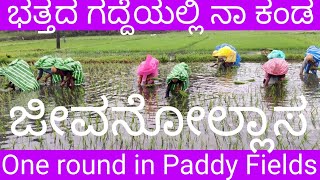 Life Love found in Paddy Fields / ಭತ್ತದ ಗದ್ದೆಯಲ್ಲಿ ಜೀವನ ಪ್ರೀತಿ / Lively \u0026 lovely Farmers /