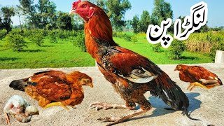 Chicken Leg Problems Treatment | Poultry Legs Disorders | Lameness in Poultry | Dr. ARSHAD