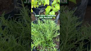 Cara memperbanyak rosemary dari satu tanaman