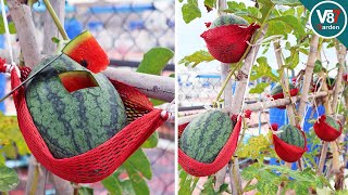 How to Grow Watermelons Vertically at Home