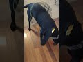 shadow as batgirl black lab costume for halloween shorts blacklab dogcostume dog