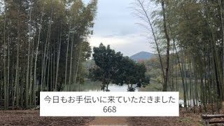 668.夫婦で京都みたいな竹林を作ろう！今日の作業は？