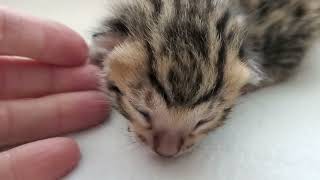 💙 Baby bengal kitten Diego is 6 days old now (Available to our waitlist) 💙