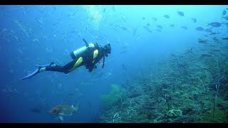 Our first time scuba diving. Exploring the Barracuda Reef in Playa del Carmen, Mexico.