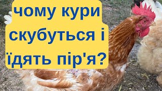 ЧОМУ КУРИ ВИСКУБУЮТЬ ОДИН В ОДНОГО ПІРʼЯ І ЇДЯТЬ ЙОГО@kyruvgaragi