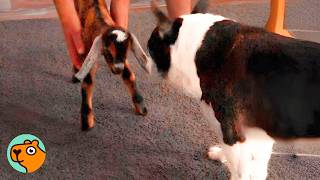 Baby Goat Thinks Dog Is Her Mom And Cries For Her | Cuddle Buddies