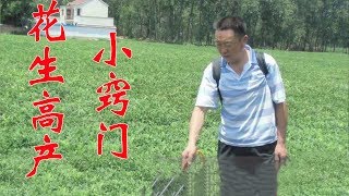 花生种植户多花2分钟就高产，每亩多收200斤，非常实用【付老师种植技术团队】