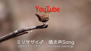 ミソサザイ♂   鳴き声Song