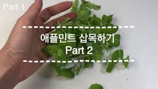 애플민트 삽목하기 Part.2,수경재배기