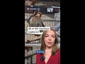 25 of 43 monkeys captured #shorts #shortnews #monkey #rhesusmonkey #escapedmonkey #yemasseesc