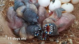 Our first baby Gouldians. 25 days from hatching to flying.