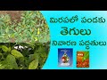 14 మిరపలో పండకు తెగులు నివారణ పద్దతులు ౹ mirapalo pandaku tegulu nutrient deficiency in chilli