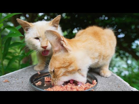 梅雨の豪雨後に森の中で鳴き叫ぶ地域猫たちにカルカン Kalkan とちゅ るを給餌したらすさまじい勢いで食べた 野良猫 感動猫動画 梅雨の豪雨後に森の中で鳴き叫ぶ地域猫たちにカルカン Kalkan とちゅ るを給餌したらすさまじい勢いで食べた 野良猫 感動猫動画