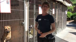 OSC: Kennel Front Clicker Training