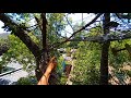 Tree Net Tour. Backyard hangout web. Built by Charlie's Webs tree net service