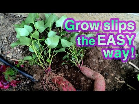 How to Grow Sweet Potato Successfully -- It's Super EASY! How to Grow Sweet Potato Successfully -- It's Super EASY!