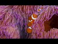 aquarium 4k video ultra hd beautiful coral reef fish sleep relaxing meditation music