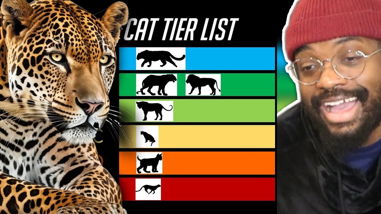 Tierzoo Cat Tier List Changed Everything We Knew About Cats рџ ї Youtube