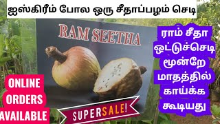 ராம் சீதா பழம் | காட்டு சீதாப்பழம் | அருமையான அதிக மருத்துவ குணம் உள்ள பழம்