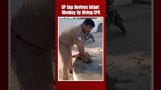 Heatwave In India | UP Cop Revives Infant Monkey By Giving CPR