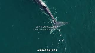 Antofagasta dice #NoADominga