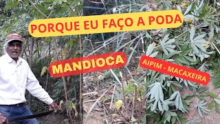 Porque faço a poda nos pés de mandioca