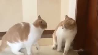 Funniest Cats and  Dogs  Awesome Funny Pet Animals Life Video #22