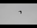 黑翅鳶幼鳥空中交戰紅隼 紅隼加碼空中追獵蝙蝠 ｜black winged kite vs common kestrel＆hunting bat｜【台中北屯黑翅鳶2022 10 22】