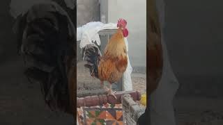 Golden cock #shorts #ytshort #golden cock #Animal care \u0026 Breeding