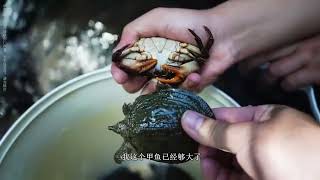 历时整整2天，利用小溪鹅卵石自制超大原生缸，成品效果出乎意料