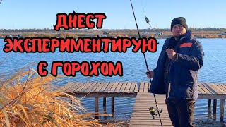 Днестр экспериментирую с ГОРОХОМ.#fishing #рыбалка #днестр