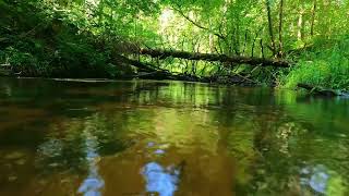 Relaxing Birdsong by the Forest Creek | Nightingale \u0026 Blackbird Singing | Natural \u0026 Relaxation