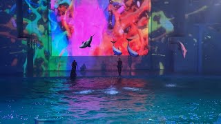 横浜八景島シーパラダイス ナイトショー イルカショー「LIGHTIA」-カラフルライティア- ※2024.10 / Night Dolphin Show in Yokohama