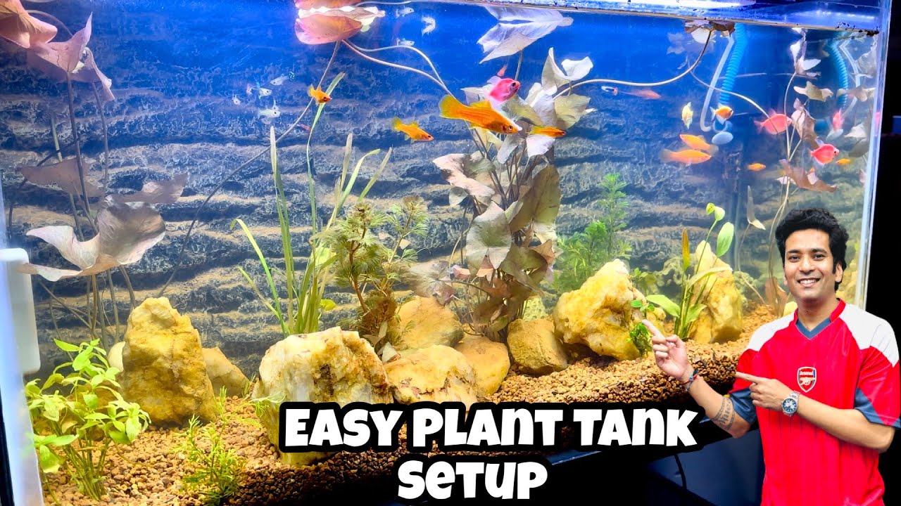 Planted Tank Setup Easy Planted Tank Setup Tips Planted Tank With